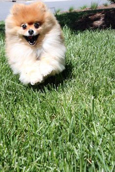 Happiest Pomeranian ever!