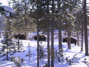 Bison near Cougar Creek