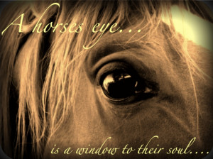 Horse eye .... beautiful