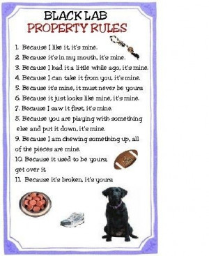funny black lab pics | Black Lab Dog Property Rules Magnet VERY FUNNY ...