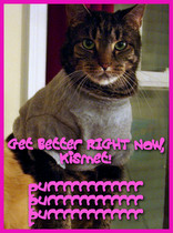 Our Big Man Cat, Kismet , is feeling much better. He will need an ...