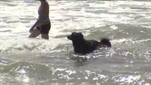per Clarke, it is the first time for him to know that his dog can swim ...