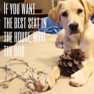 awesome great dog quotes - Google Search