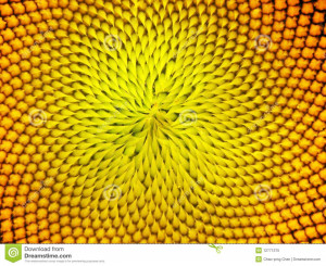 Sunflower Heart Stock Photo
