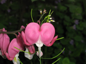 Heart Bleeding Quotes