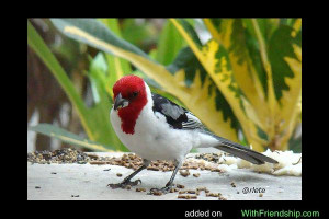 Red cowled Cardinal