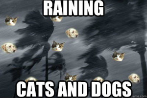 raining cats and dogs - meme