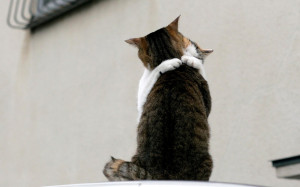 Cats Cat Hugs