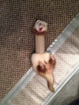 This Ferret never thought the toilet paper roll would fight back