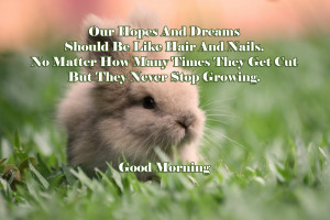 rabbits-rabbits-picture-8e400