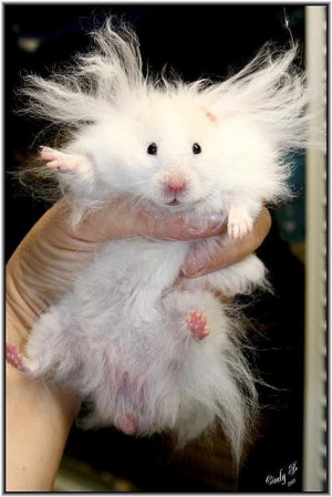 Bad Hair Day - Hamster Style. This totally made my day!! Too cute!!!