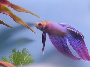 Tropical Pet Fish