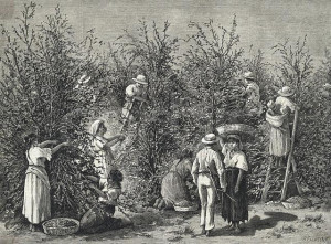 Image of History of coffee