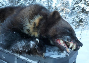Animal Wolverine Fighting Bear