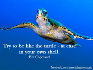 turtle quote