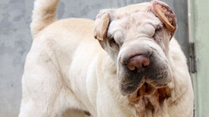 More Wrinkled Dogs