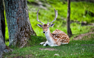 ... on 26 11 2013 category deer downloads 826 tags deer animal views 1924