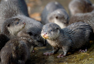 Asian small-clawed otters explore their compound at the animal park ...