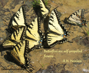 Butterflies are self propelled flowers.