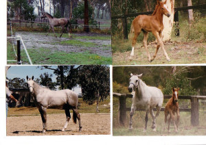 obamafoodorama : toaster ovens