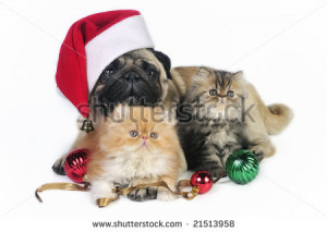 Pug dog wearing Santa hat with two little Persian kittens, surrounded ...