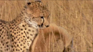 Cheetah, Carcass, Prey, Carrying, Predator, Africa, Wild Animal ...