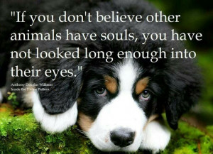 Animals have souls...