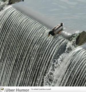 when you just give up and don't care anymore | Funny Pictures, Quotes ...