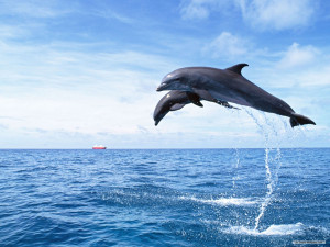 Dolphin Wallpaper, Wallpaper dolphin