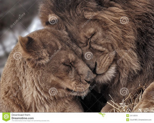 Lion Couple Royalty Free Stock Photos Image