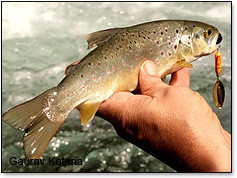... abundant in the beaches indian river trout fishing in america songs