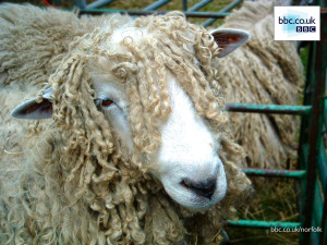 Also, it's not like if the animals ruled the earth, they would stop ...