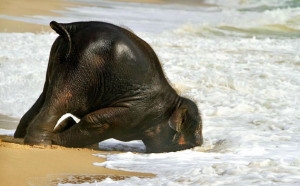 Cutest Baby Elephant Playing on the Beach