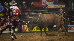 Bull Riding Quotes To watch bull riders hold