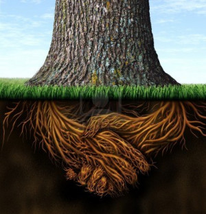 15491712-strong-deep-business-roots-as-a-tree-trunk-with-the-root-in ...