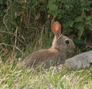 wild rabbit stock photos images wildlife and nature photo gallery ...