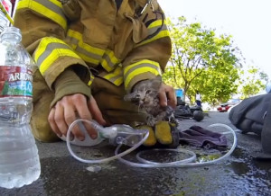 Daily dose of cute: Fireman saves kitten, cue tears of joy