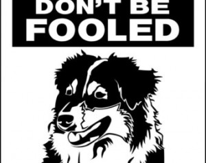 AUSTRALIAN SHEPHERD Dog Sign 9