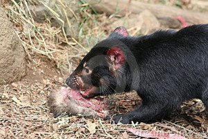 Download Tasmanian Devil