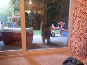 standing-raccoon-door