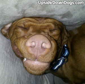 year-old male Vizsla. He always sleeps on his back in a funny ...
