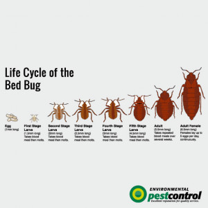 Bedbug Plete Life Cycle Bed