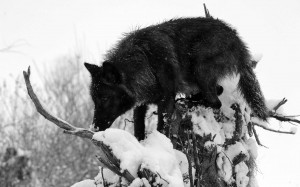 Black wolf arctic grey canis lupus quotes