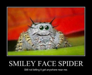 33134d1350987313-i-hate-spiders-thumbs_smiley_face_spider_still_not ...