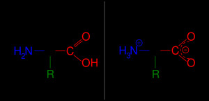 Amino Acid Structure