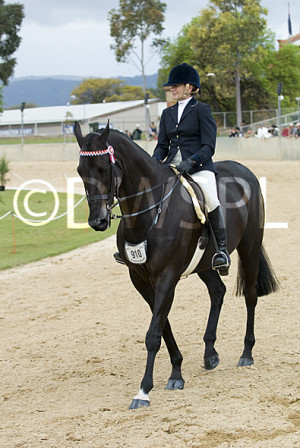 ... , animals, horse, horses, dressage, dressage horse, dressage horses