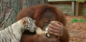 Orangutan named Suriya has become adoptive father of three little ...