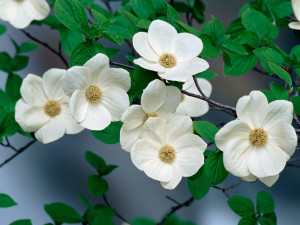 British Columbia: Pacific Dogwood