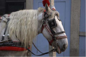 Horse With Blinders 481 x 320 · 18 kB · jpeg, Horse With Blinders