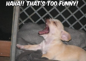 Chihuahua Pictures Funny Chihuahua Funny Caption